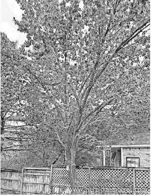 Gardener's mailbag: What kind of tree should I place in a cemetery? – Herald Democrat - Sherman Denison Herald Democrat