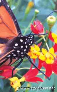 The Gestalt Gardener: Help Monarch butterflies by planting long-blooming flowers - Kosciusko Star Herald