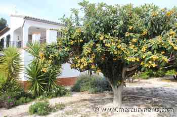 Master Gardener: What’s happening to this fruit tree? - The Mercury News