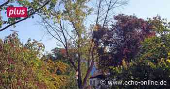 Bischofsheim: Gutachter fordert die Kettensäge für 40 Bäume - Echo Online