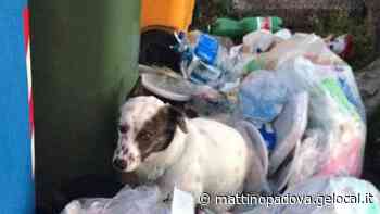 Il cane abbandonato tra i rifiuti a Vigonza è stato adottato - Il Mattino di Padova