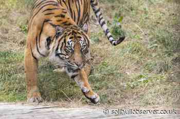 Safari Park's new resident is GRRRREAT news for conservation… - Solihull Observer