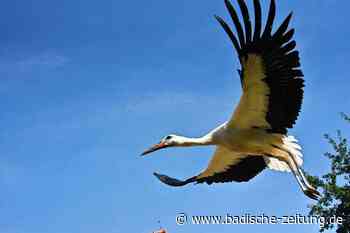 Darum machen Störche schon den Abflug aus dem Kreis Emmendingen - Reute - badische-zeitung.de
