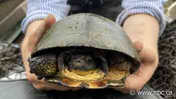 How did Shimmy the 2-footed turtle get from Lake Erie to Burlington?