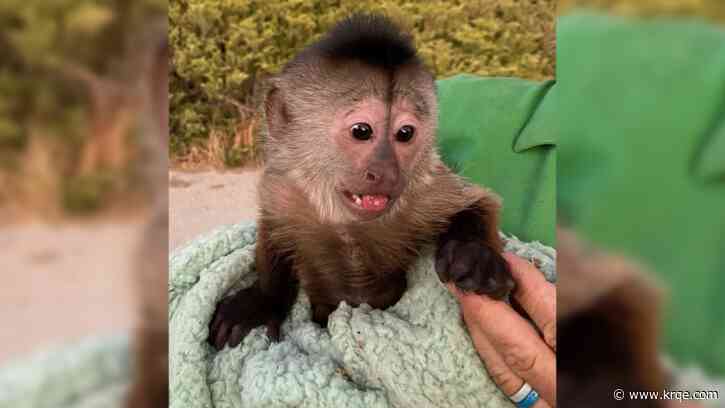 Monkey business: California zoo animal mistakenly dials 911