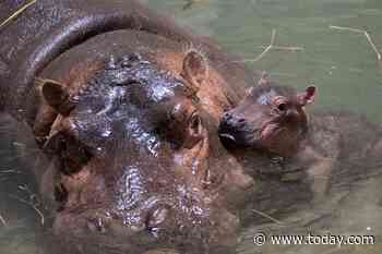The name for Fiona the hippo's baby brother has been revealed