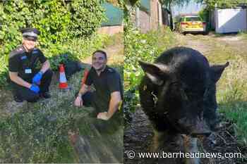 Pig apprehended after 'munching through gardens' - Barrhead News