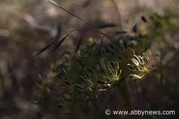 Columbia River Salmon Are At The Core Of Ancient Religion - Abbotsford News