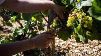 Impruneta, dopo due anni di stop torna la Festa dell'uva - LA NAZIONE