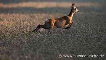Umwelt - Feldkirchen - Trockenheit: Jagdverband bittet um Rücksicht auf Wildtiere - Bayern - SZ.de - Süddeutsche Zeitung - SZ.de