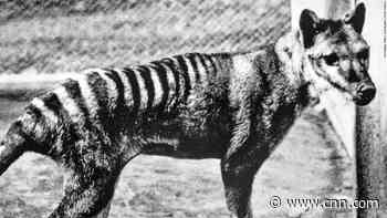 Tasmanian tiger could be resurrected from extinction with ancient DNA