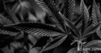 Vegas Nightlife Entrepreneur to Open Cannabis Museum In New York City - EDM.com