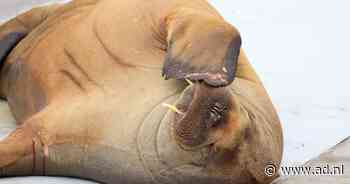 Noren halen geld op voor standbeeld van gedode walrus Freya - AD.nl