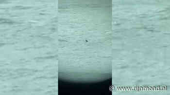 VIDEO: Zeehond komt een visje halen in het centrum van Rotterdam - RTV Rijnmond