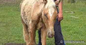 ‘Skinniest horse I’ve ever seen’ removed from property: Alberta SPCA