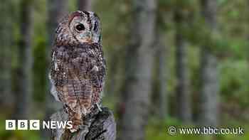 Brandon Marsh: Heatwaves leave wildlife struggling to find food
