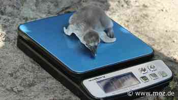 Essen gehen in Brandenburg: Tierische Stärkung für Zwischendurch in der Zoo-Gaststätte in Eberswalde - Märkische Onlinezeitung