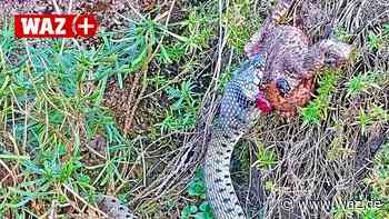 Ringelnatter frisst dicke Kröte in Essen: Ist das normal? - WAZ News