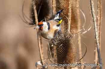 Immer weniger Vogelarten sind im Mannheimer Stadtgebiet zuhause - Mannheim - Nachrichten und Informationen - Mannheimer Morgen