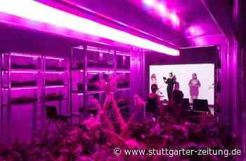 Kunsthalle Mannheim: Video-Spaziergang durch eine geschrumpfte Großstadt - Stuttgarter Zeitung