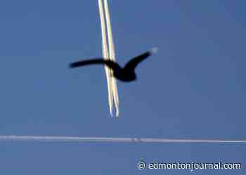 Increased flight volumes behind 50 per cent rise in bird strikes at EIA, airport says
