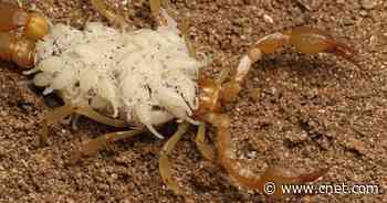 High Schoolers Spot 2 New Scorpion Species on Nature App     - CNET