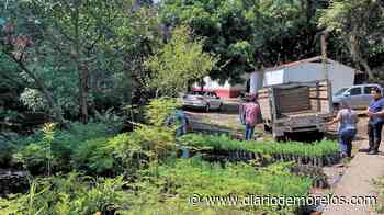 Paga particular sanción ambiental con 4 mil árboles para reforestar en Cuernavaca - Diario de Morelos