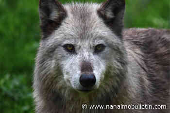 Wolves escape enclosure at Greater Vancouver Zoo; deemed suspicious