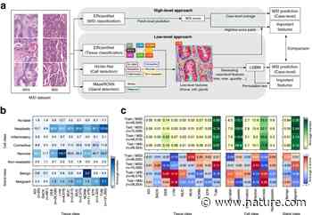 Comparative analysis of high- and low-level deep learning approaches in microsatellite instability prediction | Scientific Reports - Nature.com