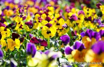 What is winter bedding and when do you plant it? - Ealing Times