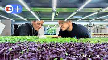 Regionales Superfood: Wie die Verture Farm in Kiel mit Microgreens das Grün revolutioniert - Kieler Nachrichten