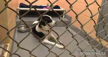 Dog left tied to hydro pole now in care of Kingston Humane Society