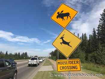 Red Deer motorists don't want this kind of moose encounter - Red Deer Advocate