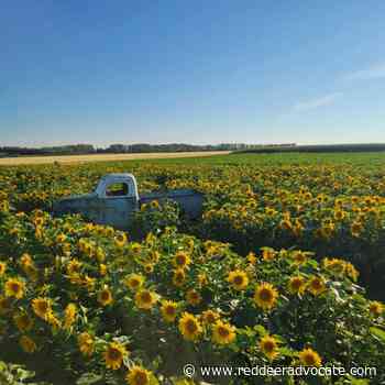 Sunflowers are blooming at Kraay Family Farm - Red Deer Advocate