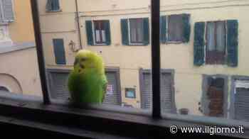 Cremona, la vendetta della ex: danneggia e allaga l'appartamento, gli ruba tv e cocorita - IL GIORNO