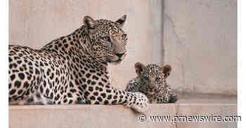 LA COMISIÓN REAL DE ALULA DA LA BIENVENIDA A DOS CACHORROS DE LEOPARDO DE ARABIA