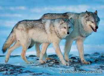 'Malicious intent' suspected in wolf escape, Greater Vancouver Zoo says - Kitchener.CityNews.ca
