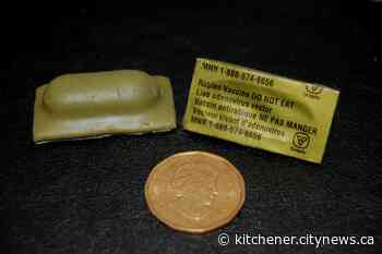 MNR making rabies vaccine drops in Cambridge Tuesday - Kitchener.CityNews.ca