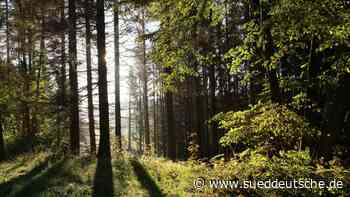 Forstwirtschaft - Hessisch Oldendorf - Naturwälder als Ratgeber für nachhaltige Forstwirtschaft - Wirtschaft - SZ.de - Süddeutsche Zeitung - SZ.de