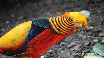 Polizei Finsterwalde: Junger Goldfasan sorgt für Aufregung in Drogeriemarkt - Lausitzer Rundschau