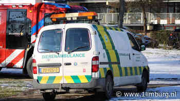 Dierenambulance Limburg Zuid zit bomvol - 1Limburg | Nieuws en sport uit Limburg