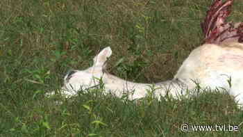 TVL Nieuws, 14 augustus 2022 - TV Limburg