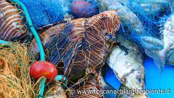Dal pesce scorpione al pesce palla, Ispra e Cnr: "Attenti alle specie aliene nei nostri mari" - Redazione di Associazione culturale Toscana Chianti Ambiente