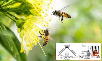 Bees struggle to fly in a straight line if they've been exposed to pesticides, study finds 