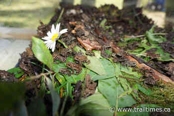 Kootenay Toadfest returns to Summit Lake - Trail Times