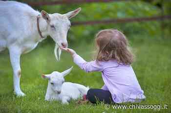 C’è Heidi? No, ma tante caprette sì! - ChivassOggi.it