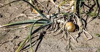 Dief op heterdaad betrapt: elf kilo uien gestolen - Het Laatste Nieuws