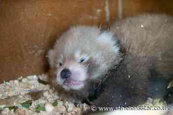 Birth of endangered red panda cub a 'symbol of hope' - St Helens Star