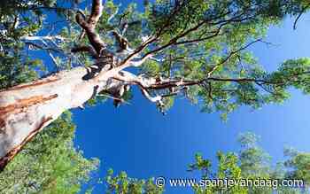 De hoogste boom van Valencia is 41,20 meter hoog - SpanjeVandaag