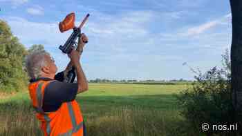 Gemeenten schieten eikenprocessierupsen uit de boom met paintballpistolen - NOS